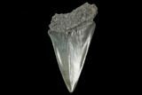 Fossil Mako Shark Tooth - South Carolina #128762-1